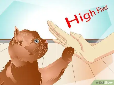 Image intitulée Teach a Cat to "High Five" Step 19